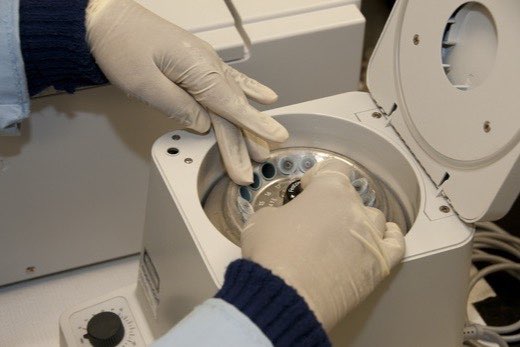 Gloved hands loading sample tubes into a benchtop laboratory centrifuge